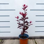 Okrasná slivka (Prunus × cistena) - výška 30-40 cm, kont. C3L